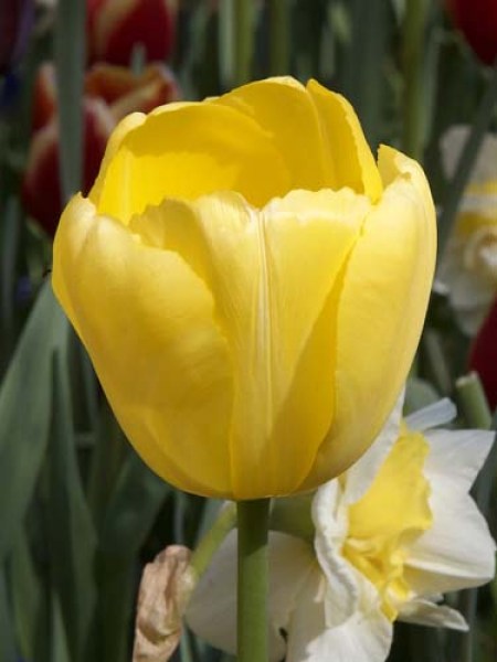 Tulipa Darwin Hybride Novi Sun